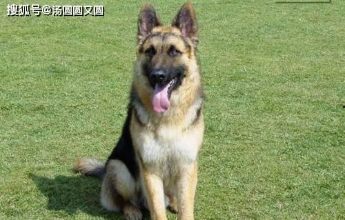 娱乐吃瓜酱德牧,吃瓜酱带你领略德牧界的欢乐盛宴